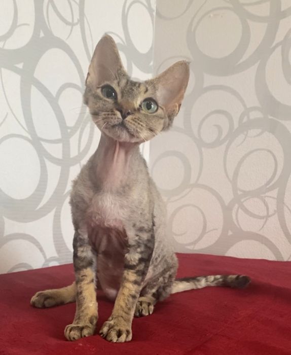 Девочка Девон рекс