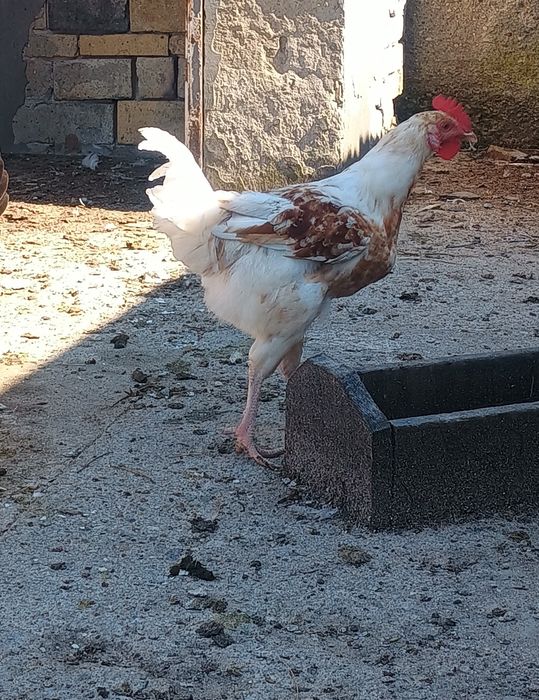 Sprzedam młode koguty