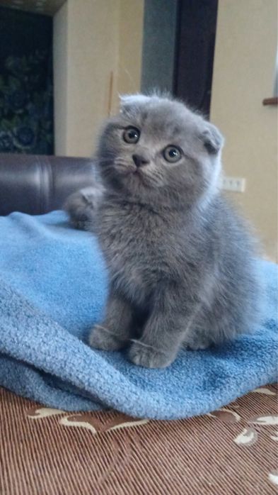 висловухі котики