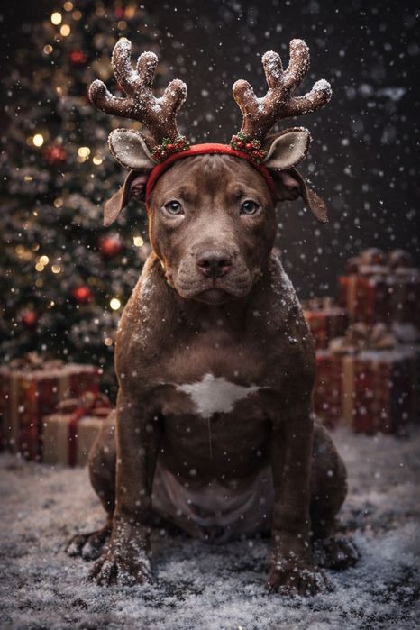 АПБТ , Питбуль , Американський пітбультер'єр , Цуценя пітбуля