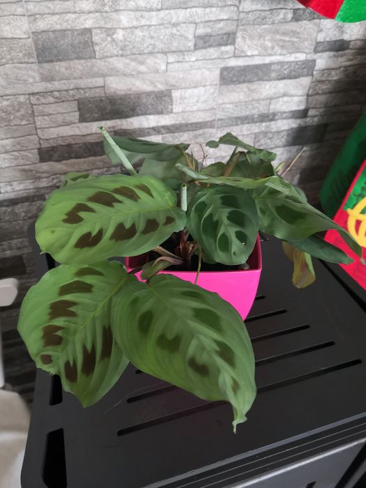 Planta da oração
