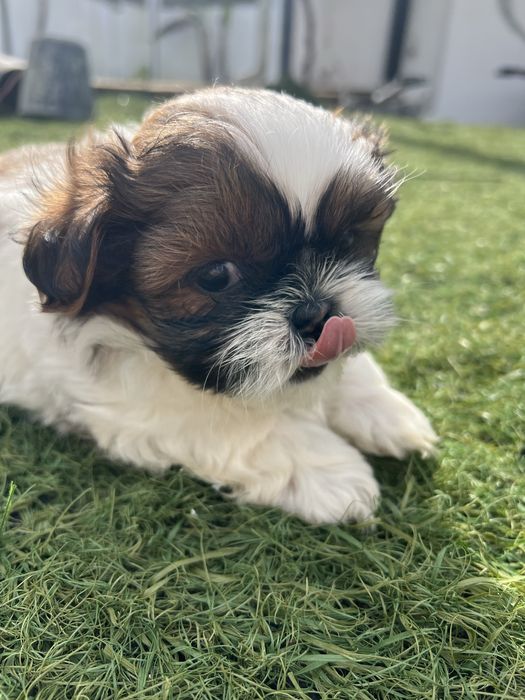Menino Shih Tzu /shitzu