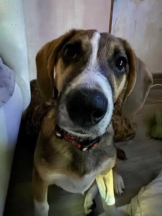 Бигль отдам кобель только звонок