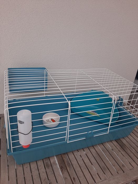 Króliki baranek miniaturka  karzełek mini lop