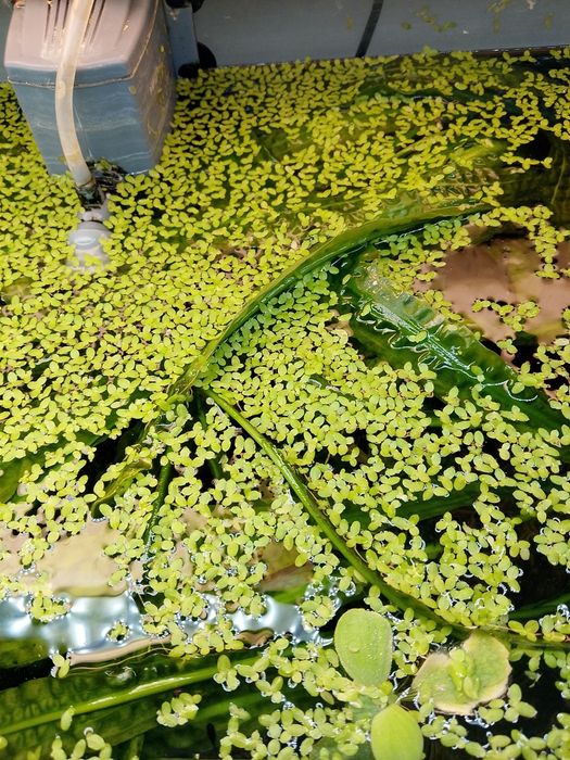 rzęsa wodna pływająca