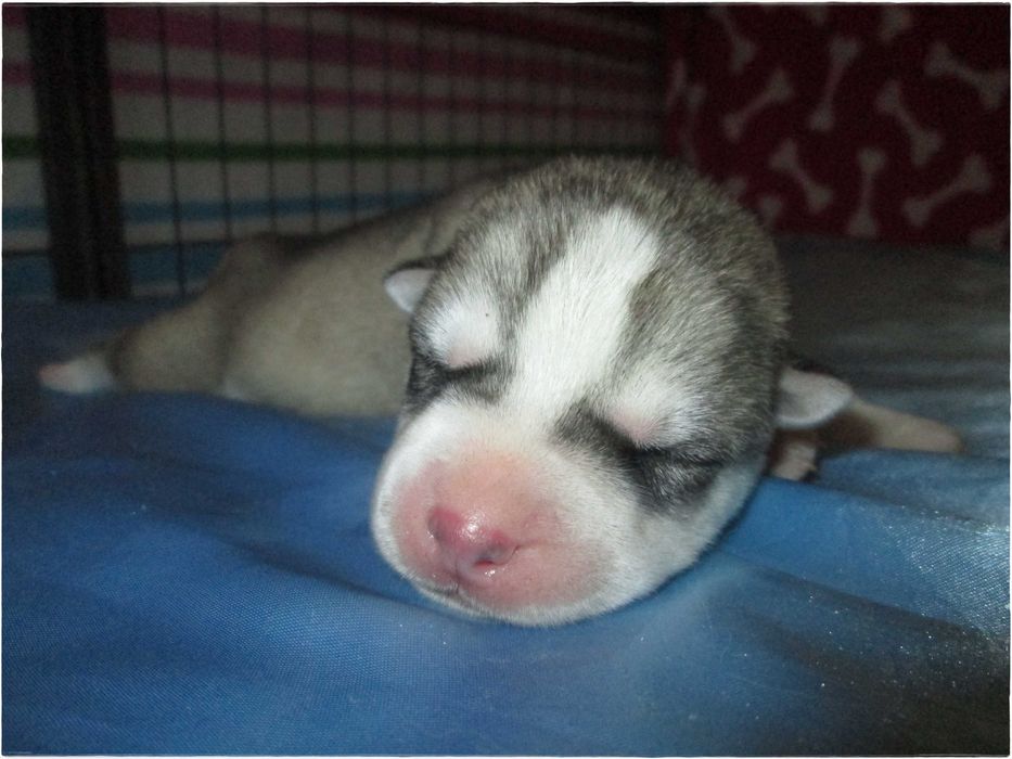Macho Cinzento e Branco Husky Siberiano