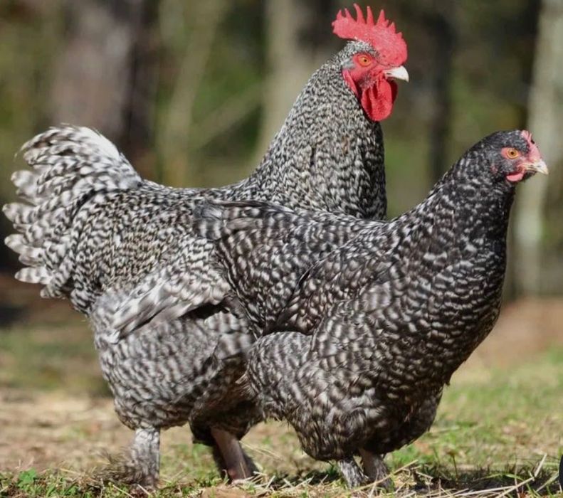 Galinhas Malines
