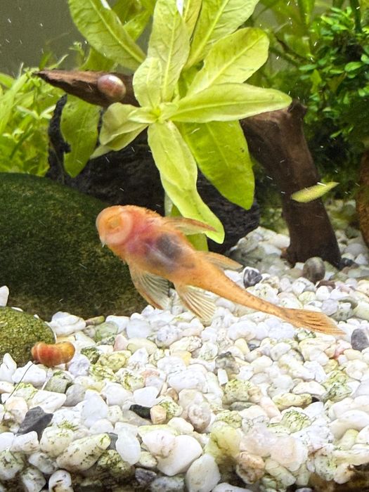 Ancistrus Super Red juvenis