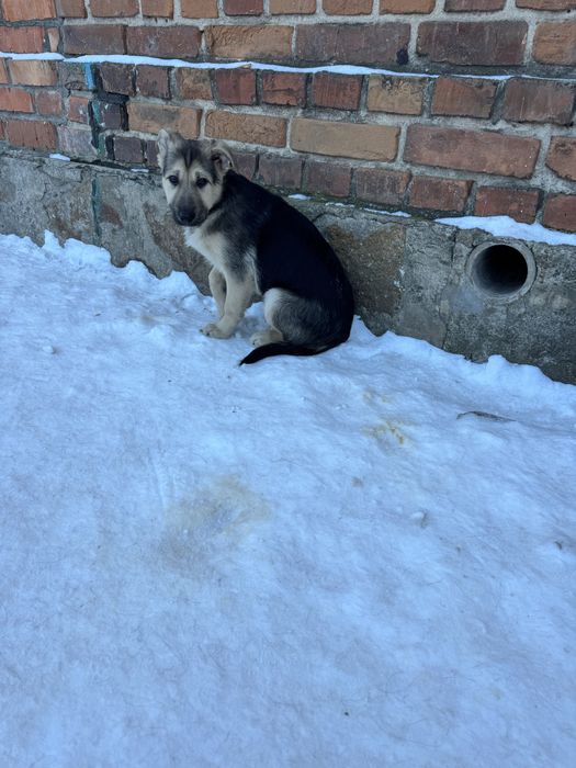 Щеня,      4 місяці