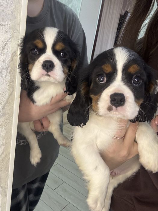 Щенки Кавалерчики