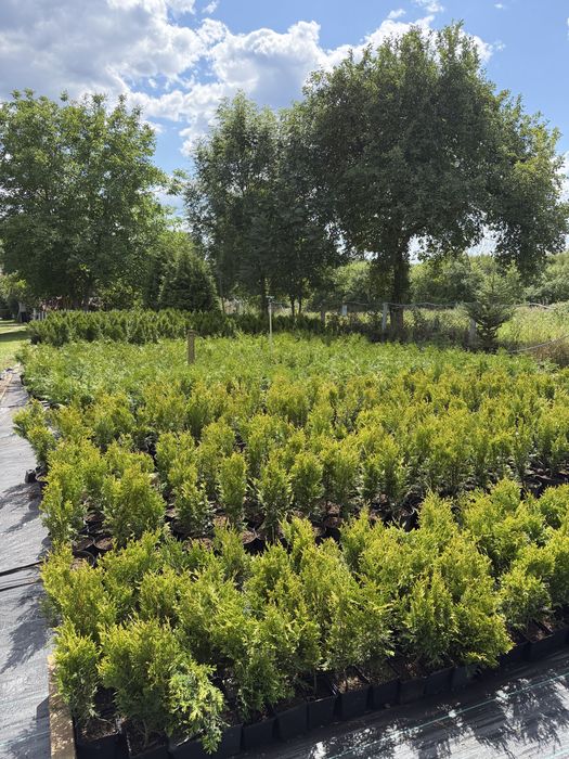 TANIO Tuja (thuja) BRABANT ok 70-80 cm