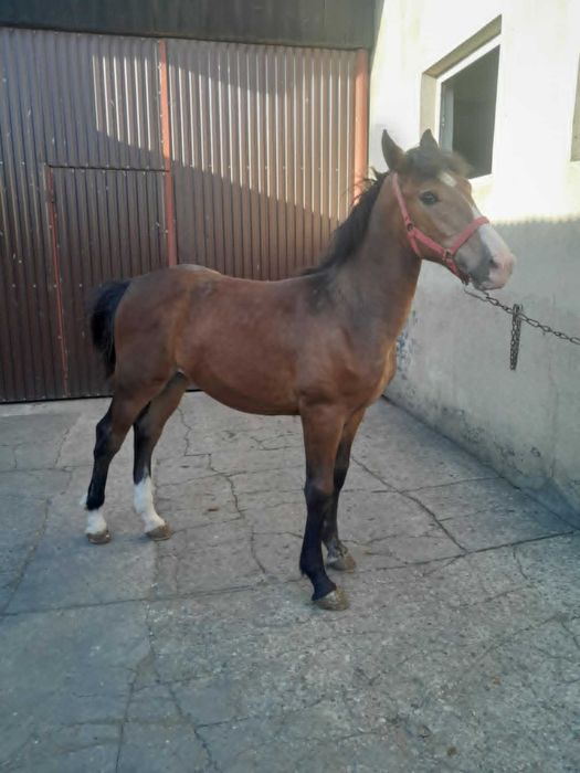 Sprzedam ogierka rocznego