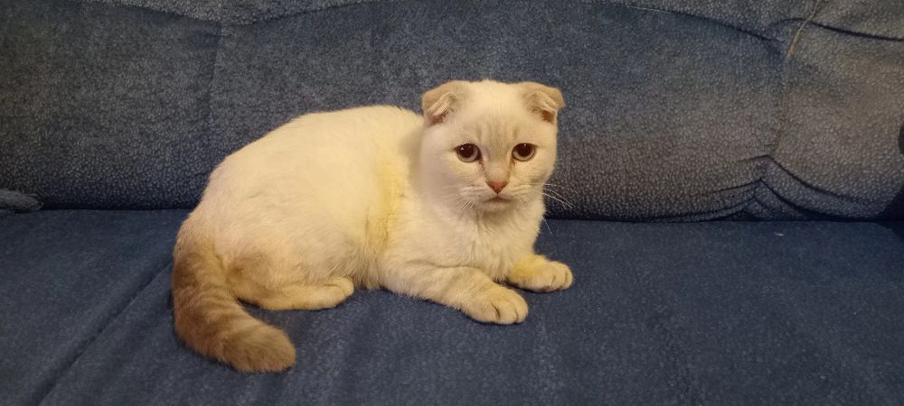 Шотландські кошенята,поїнд блю