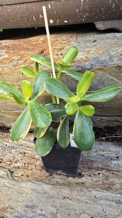 Grubosz Crassula Lemon Lime