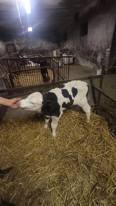 Sprzedam byczka okazja