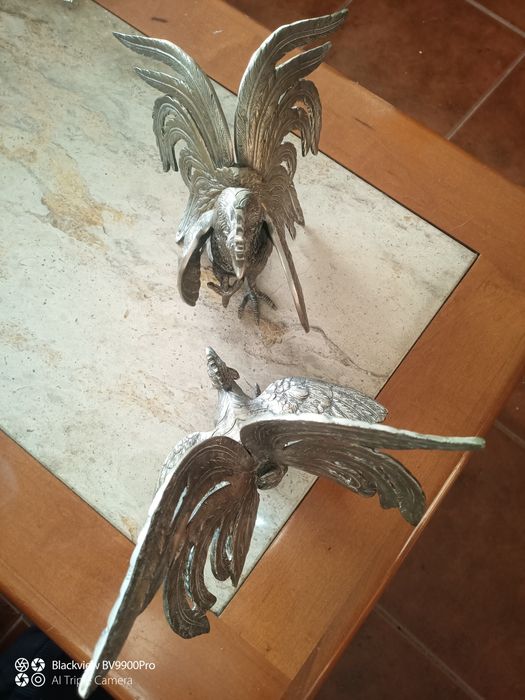 Luta dos galos galináceos em luta