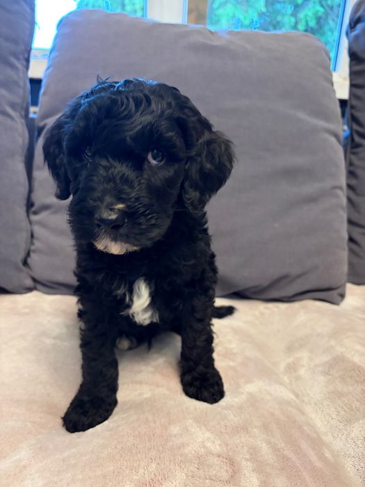 Labradoodle piesek