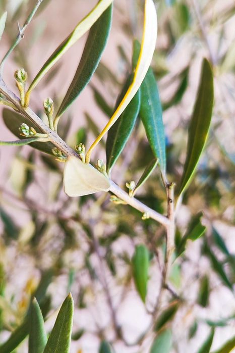 Oliveiras galegas em balde 42L (Arcos de Valdevez)