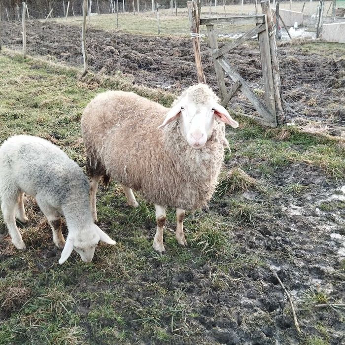 Sprzedam owce Bergschaft