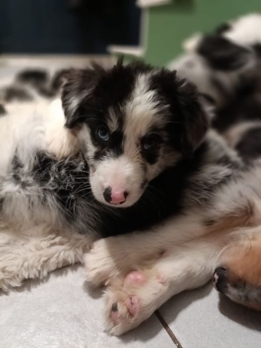Blue Merle dziewczyna dziewczynka Border Collie suczka suka