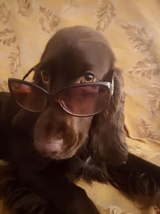 Кокер-спаниель вязка, шукаємо дівчинку для шоколадного хлопчика