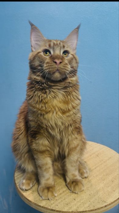 Продам рыжего мальчика мейн-кун ТоргСрочно