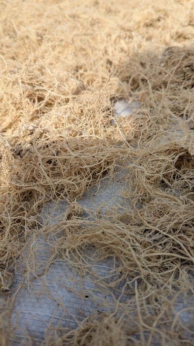 Корінь синюхи блакитної лікарської