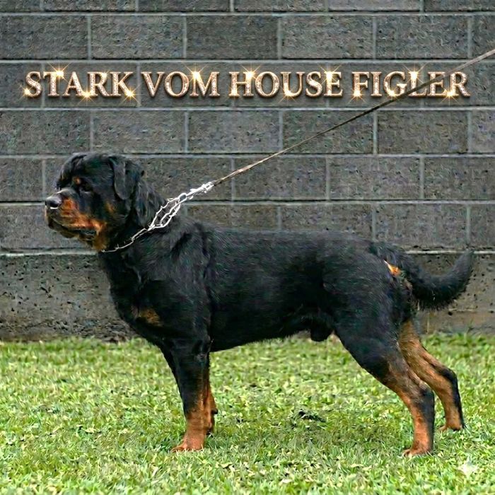 Ротвейлер щенки.