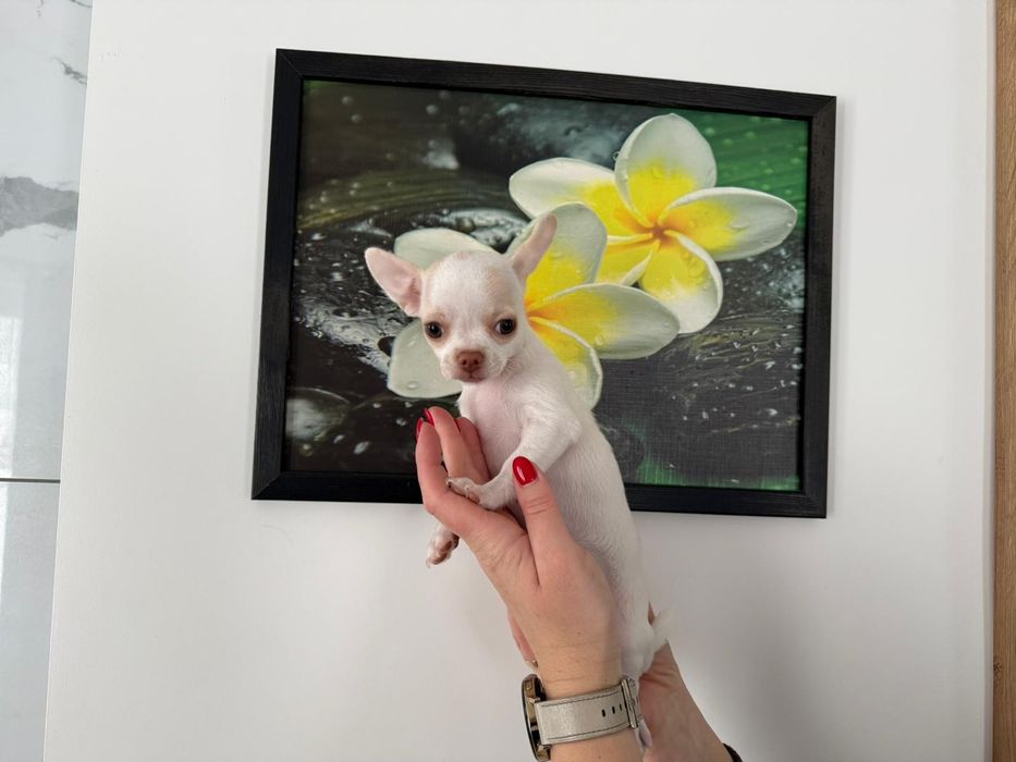 Chihuahua suczka szczenię