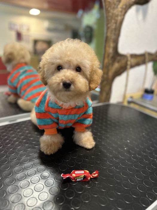 Лапуля пудель мадьчик