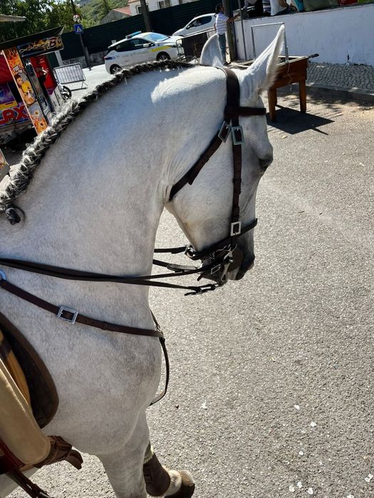 Vendo cavalo luso  árabe