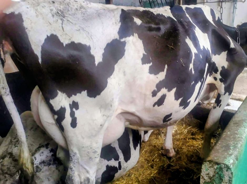 Krowa cielna, Obora pod oceną