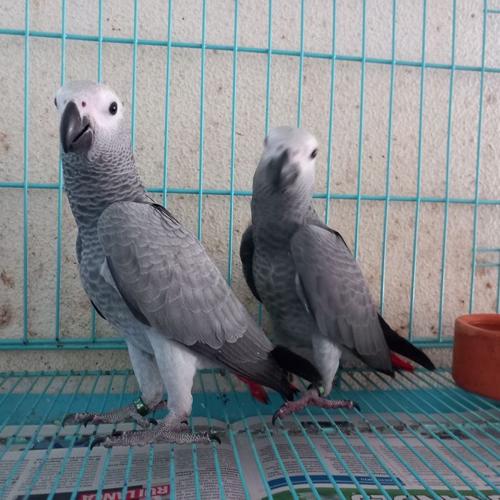Papagaio cinza criado mão