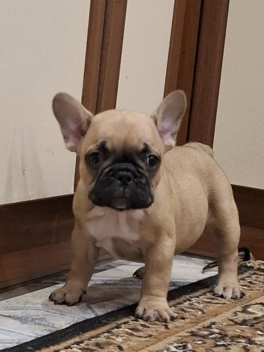 Бомбезні французики