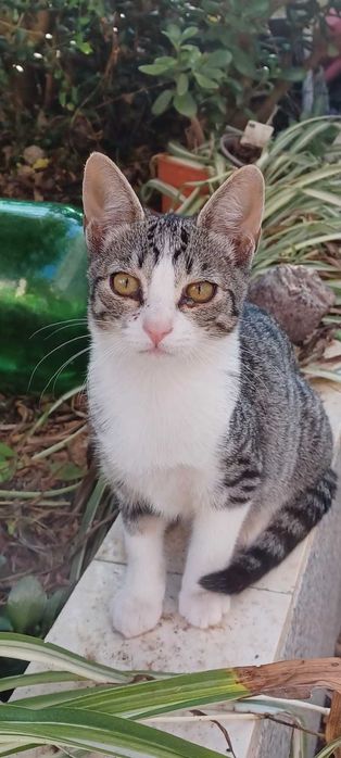 Gatinhos para adoção responsável