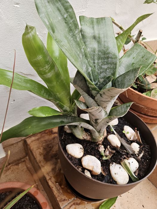 Diversas plantas