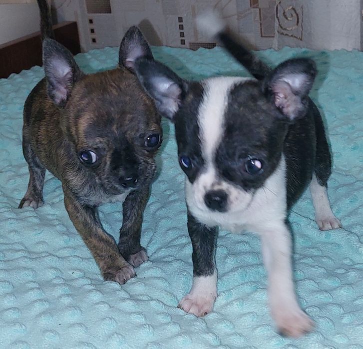 Продам чихуахуа мини девочек.