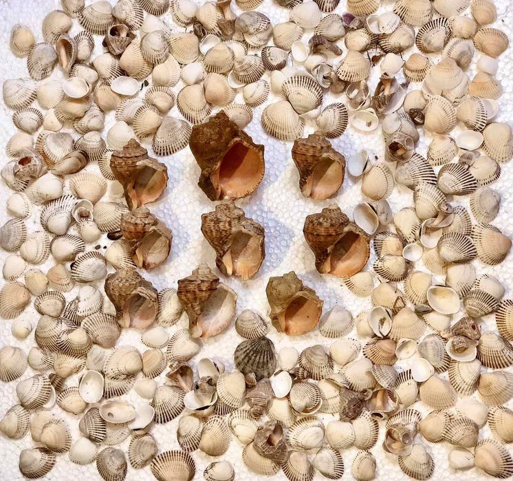 Мушлі і ракушки для акваріума та декору!