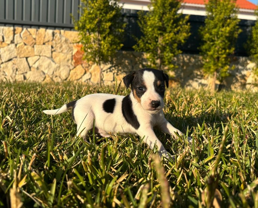 Jack Russel Terrier