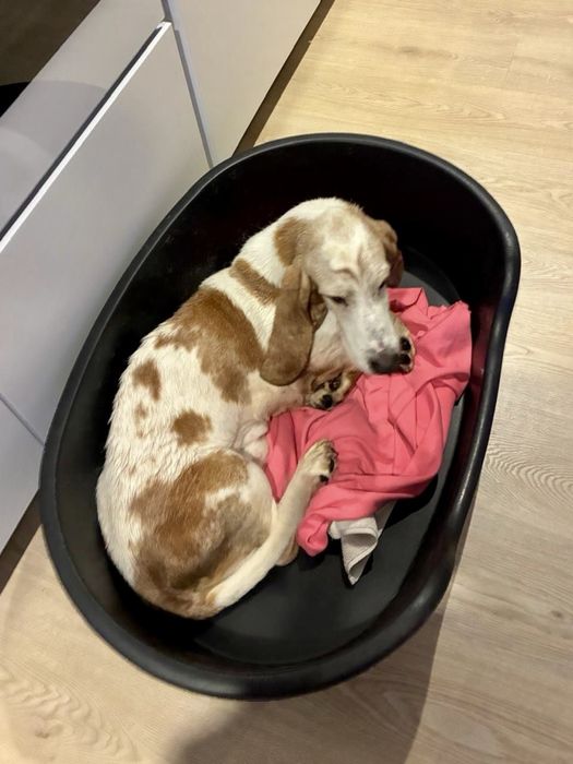 Cão para adoção responsável