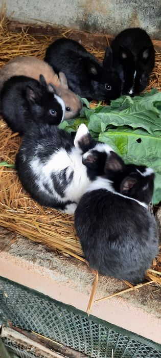 Coelho Anao Holandês
