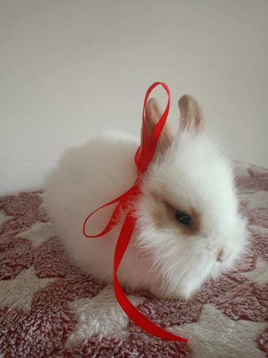 Króliczki miniaturki