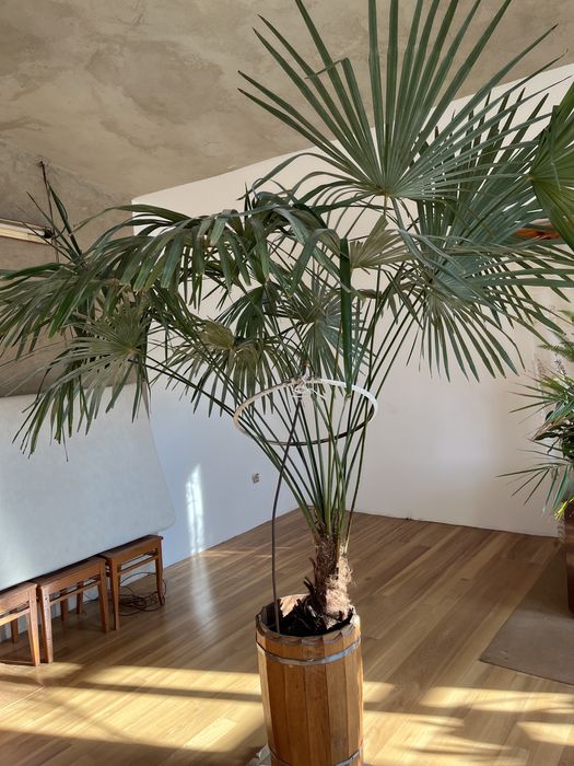 Пальма на вибір