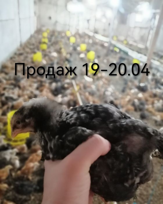 Підрощені курчата