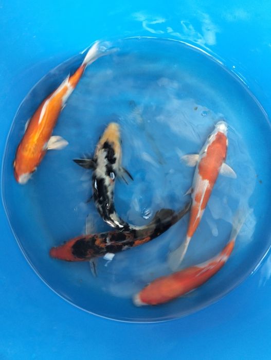 Carpa koi seleção 16 a 18cm