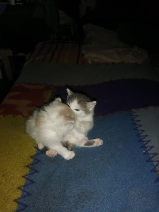 Отдам котят в хорошие руки