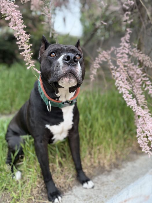 Імпозантний пітбультерʼєр для зʼйомок