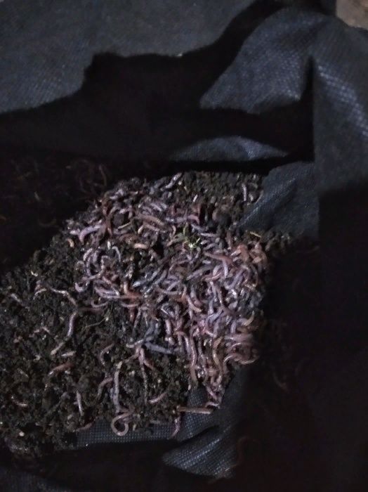 Кокони  мальок      або маточник Дендробена.