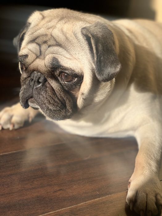 Шукаємо дівчинку для мопса