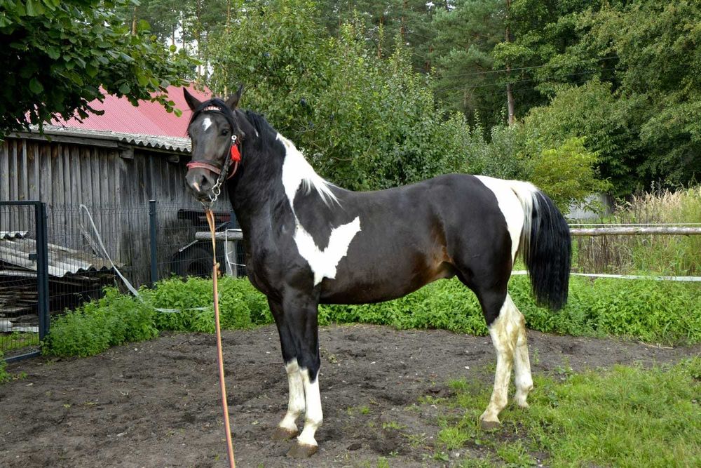 Ogierek Wielkopolski